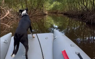 Exploring the Caribbean Mangroves with the True Kit Discovery 330