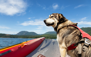 boating with your dog